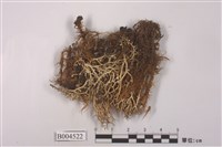 藏品(分枝石蕊)的圖片